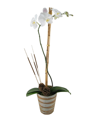 Tütsülü Tek Dallı Orkide