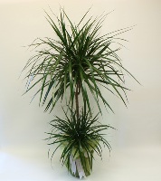 İki Köklü Zarif Dracena - Maltepe Çiçekçi