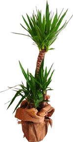 İkili Yucca Çiçeği - Maltepe Çiçekçi
