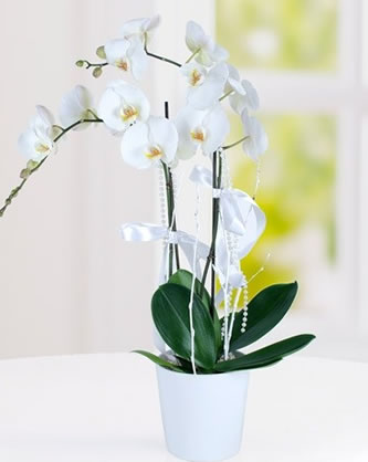 Phalaenopsis Orkide - Maltepe Çiçekçi