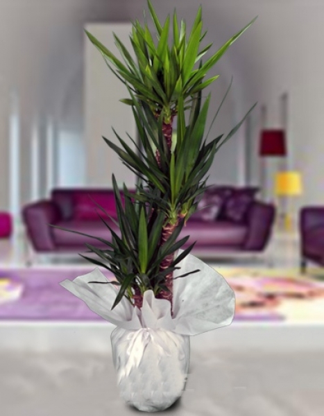 Üçlü Yucca Saksı Bitkisi - Maltepe Çiçekçi
